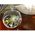 BUY : Air Plant Tillandsia Bromeliads Kit with Pebbles and Moss Great Little Houseplant By Hinterland Trading