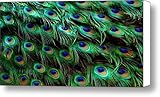 IMAGE OF Peacock Feathers Canvas Print / Canvas Art - Artist Craig Incardone