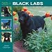 Labrador Retrievers, Black 365 Days 2009 Square Wall Calendar