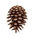 SPI Home 30746 Pinecone Doorknocker