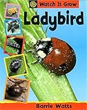 Ladybird