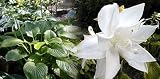 Fragrant White Venus Hosta - Hosta plantaginea - NEW!
