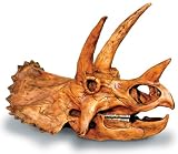 Triceratops Skull