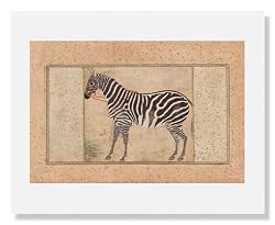 Mansur, Zebra