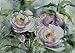 PanPastel Brusho Crystal Colours 15 Gram Olive Green