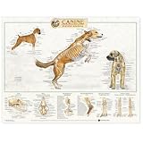 Canine Skeletal System Anatomical Chart Reviews