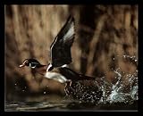 Wood Duck Flying Lithograph Hunting Scare Black Wood-Mounted Art Poster Print - 20 X 16