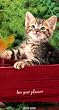 Kittens 2009-2010 2 Year Pocket Planner Calendar (3.6" x 6.5")