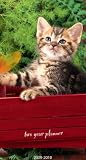 Kittens 2009-2010 2 Year Pocket Planner Calendar (3.6 x 6.5)