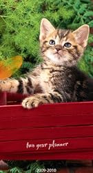 Kittens 2009-2010 2 Year Pocket Planner Calendar (3.6" x 6.5")