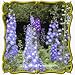 1 Lb Rocket Larkspur (Delphinium ajacis) Bulk Wildflower Seeds