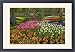 Framed Prints of Tulip and hyacinth from Danita Delimont