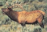 Tru-Life Paper Targets - Elk