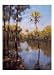Palms on Water II by Larry Moore poster print,19.8 in. x 27.5 in.