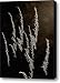 Angelic Grasses Canvas Print / Canvas Art - Artist Thomas Young