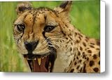 1 800 Dentist Canvas Print / Canvas Art - Artist Donna Blackhall