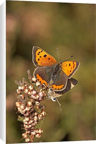 Canvas Prints of Butterfly from Country Life 