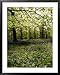 Bluebells and Beech Leaves in Oak Woodland, Forest of Dean, Gloucestershire Framed Art Poster Print by John Downer, 31x39