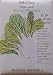 Bok Choy White Stem Heirloom Seeds