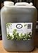 Eucalyptus Castile Soap
