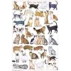 (24x36) Cats of the World Educational Science Chart Poster