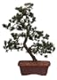 Brussel's Japanese Five Needle Pine Outdoor Bonsai Tree