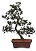 Brussel's Japanese Five Needle Pine Outdoor Bonsai Tree