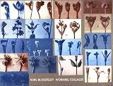 Karl Blossfeldt: Working Collages