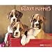 Just Boxer Puppies 2009 Calendar