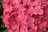 Pink Stem-Dyed Hydrangeas, Wholesale, 20 Flowers