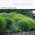 Grasses: Versatile Partners for Uncommon Garden Design