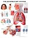 The The Respiratory System Anatomical Chart