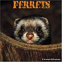Ferrets 2008 Wall Calendar