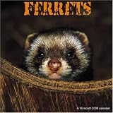 Ferrets 2008 Wall Calendar