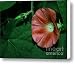 Red Morning Glory 2 Canvas Print / Canvas Art - Artist Marjorie Imbeau