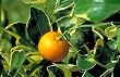 Variegated Calamondin Tree Five Gallon Shipped in Soil