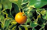 Variegated Calamondin Tree Five Gallon Shipped in Soil