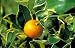 Dwarf Calamondin Tree Five Gallon