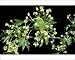 Photographic Prints of PM-4746 Sugar MAPLE tree - Flowers from Ardea Wildlife Pets