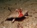 Red-Lipped Batfish (Ogcoephalus Darwini), Galapagos Island, Pacific Ocean Animal Photographic Poster Print by Reinhard Dirscherl, 16x12