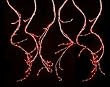 Set of 288 Red LED Angel Tear Drop Branch Icicle Christmas Light Curtain