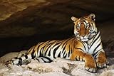 Raubkatzen - Tiger In Einer Höhle Poster (91 x 61cm)