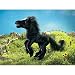 Search : Folkmanis Puppets Black Horse Puppet Plush Toy