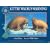 Little Walrus Warning (Smithsonian Oceanic Collection)