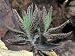 Close-Up of a Devil's Backbone Plant (Kalanchoe Daigremontiana) Photographic Poster Print by C. Dani, 24x32