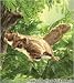 Plush Flying Squirrel Puppet
