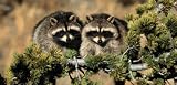 Raccoon - Rear Window Graphic 25