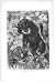 Sloth Bears In Forest Antique Print Wild Life