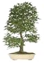 Brussel's Japanese Maple Specimen Tree