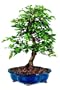 Brussel's Korean Hornbeam Outdoor Bonsai Tree